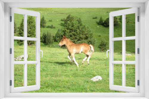 Fototapeta Naklejka Na Ścianę Okno 3D - Trotting freely through the meadow
