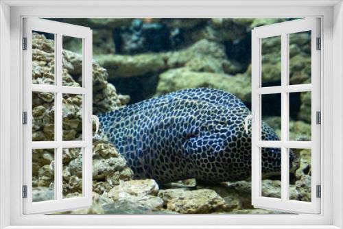 Fototapeta Naklejka Na Ścianę Okno 3D - Exotic sea fishes in a aquarium