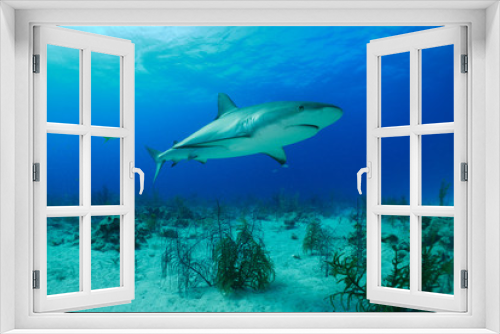 Fototapeta Naklejka Na Ścianę Okno 3D - Dangerous white shark swimming accross the sea bottom