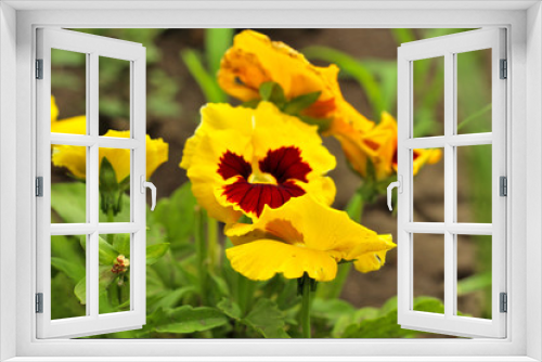 Fototapeta Naklejka Na Ścianę Okno 3D - Closeup of colorful pansy flower, The garden pansy is a type of large-flowered hybrid plant cultivated as a garden flower. This image was blurred or selective focus.