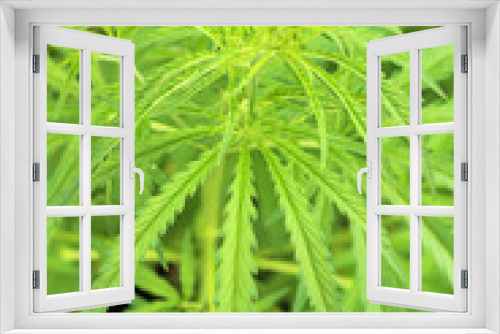 Fototapeta Naklejka Na Ścianę Okno 3D - Close-up beautiful of Cannabis isolated background. Marijuana leaves plant growing top view.