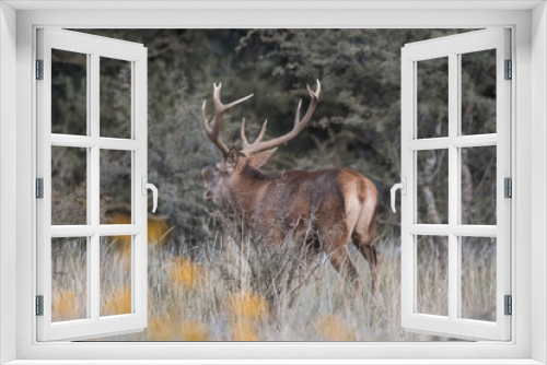 Fototapeta Naklejka Na Ścianę Okno 3D - Red deer rut season, La Pampa, Argentina