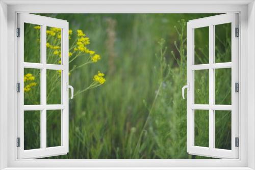 Fototapeta Naklejka Na Ścianę Okno 3D - yellow flowers in grass