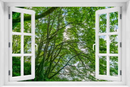Fototapeta Naklejka Na Ścianę Okno 3D - Flowing Tree Branches