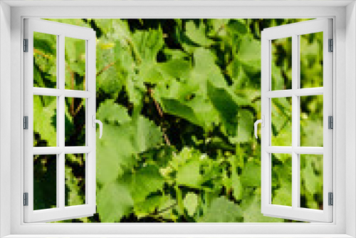 Fototapeta Naklejka Na Ścianę Okno 3D - Wine leaf wall