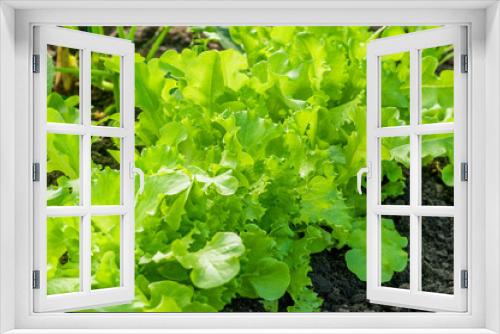 Fototapeta Naklejka Na Ścianę Okno 3D - background of juicy organic lettuce on a bed close up