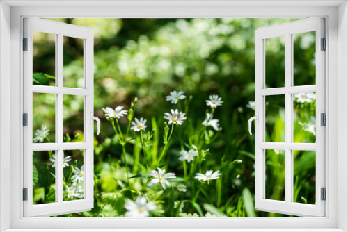 Fototapeta Naklejka Na Ścianę Okno 3D - Blumenwiese im Sonnenlicht