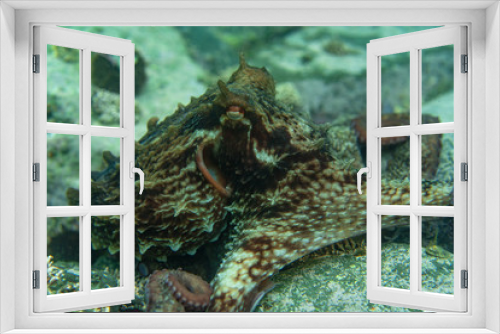 Fototapeta Naklejka Na Ścianę Okno 3D - Diving and underwater photography, octopus under water in its natural habitat.