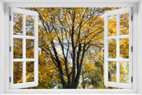 Fototapeta Naklejka Na Ścianę Okno 3D - Yellow foliage, autumn