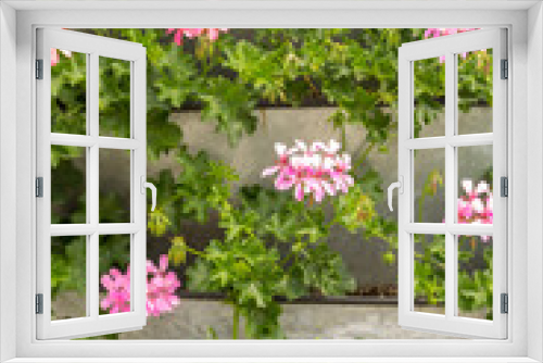 Fototapeta Naklejka Na Ścianę Okno 3D - Stand with blossoming bright  Ivy-leaved pelargoniums (Pelargonium peltatum). Close up. Selective focus.