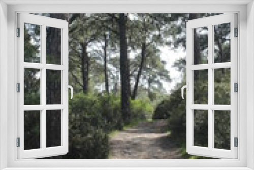 Fototapeta Naklejka Na Ścianę Okno 3D - Wood pine path