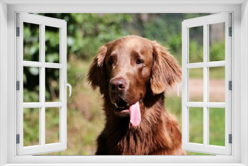 Fototapeta Naklejka Na Ścianę Okno 3D - funny brown flat coated retriever head portrait with a long tongue in the garden