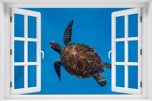 Fototapeta Naklejka Na Ścianę Okno 3D - Caretta Caretta Swimming in the Sea