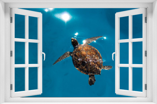 Fototapeta Naklejka Na Ścianę Okno 3D - Caretta Caretta Swimming in the Sea