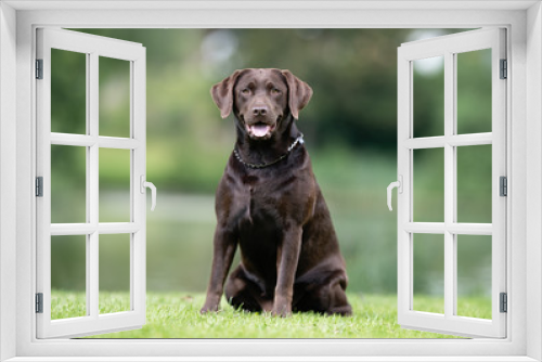 Fototapeta Naklejka Na Ścianę Okno 3D - Beautiful dog breeds