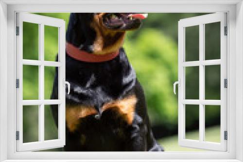 Fototapeta Naklejka Na Ścianę Okno 3D - Portrait of a beautiful dog