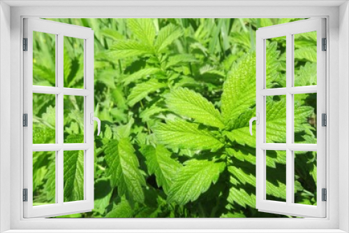 Fototapeta Naklejka Na Ścianę Okno 3D - Green agrimonia leaves in the garden, closeup