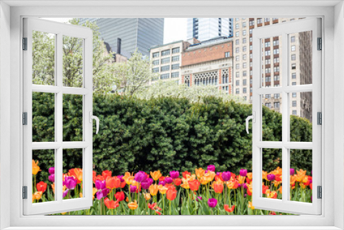 Fototapeta Naklejka Na Ścianę Okno 3D - Tulips background, spring day in a park, Chicago, Illinois