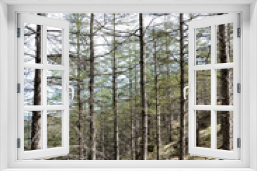 Fototapeta Naklejka Na Ścianę Okno 3D - 春のカラマツ林