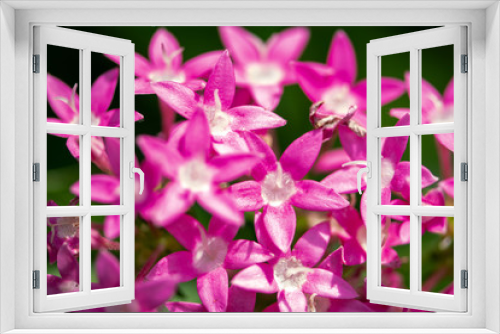 Fototapeta Naklejka Na Ścianę Okno 3D - Pink Pentas growing in the garden - Florida