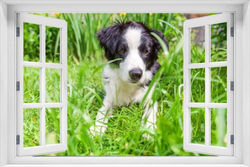 Fototapeta Naklejka Na Ścianę Okno 3D - Funny outdoor portrait of cute smilling puppy border collie lying down on grass background. New lovely member of family little dog gazing and waiting for reward. Pet care and animals concept