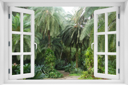 Fototapeta Naklejka Na Ścianę Okno 3D - palm tree in tropical garden