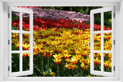 Fototapeta Naklejka Na Ścianę Okno 3D - Les tulipes hollande du jardin de Keukenhof