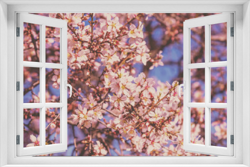 Fototapeta Naklejka Na Ścianę Okno 3D - Blooming orchard. The branches of the flowering apricot tree