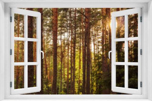 Fototapeta Naklejka Na Ścianę Okno 3D - Sunlight on trees in a pine forest at sunset
