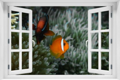 Fototapeta Naklejka Na Ścianę Okno 3D - Tomato Anemonefish (Amphirpion frenatus), Cabilao Bohol Philippines