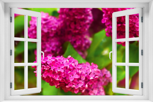 Fototapeta Naklejka Na Ścianę Okno 3D - Blooming lilac in the garden.