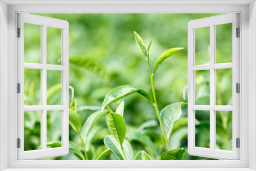 Fototapeta Naklejka Na Ścianę Okno 3D - Fresh green tea leaves (Camellia sinensis var. sinensis / Chinese tea) on plantation