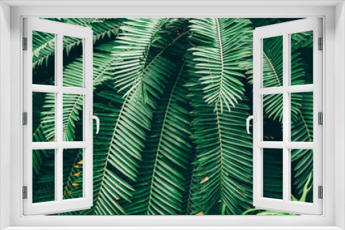 Fototapeta Naklejka Na Ścianę Okno 3D - Jungle plants background (tropical leaves pattern). Tropical thickets and bushes in the jungle.