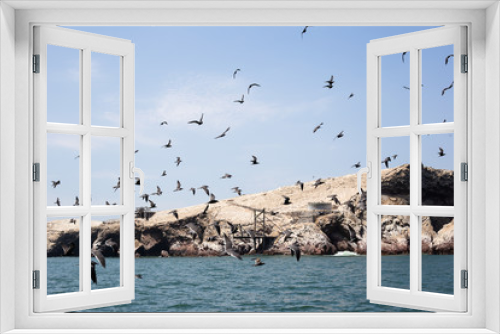 Fototapeta Naklejka Na Ścianę Okno 3D - Peru - Paracas Bird