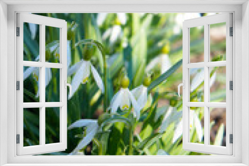 Fototapeta Naklejka Na Ścianę Okno 3D - Leucojum aestivum or summer snowflake or loddon lily white flowers vertical