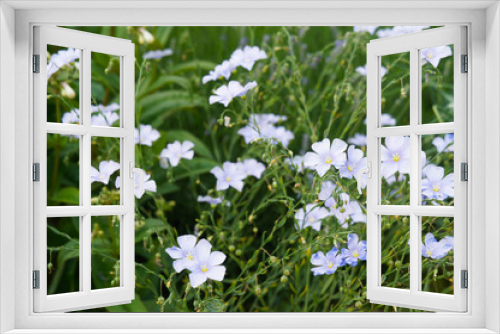 Fototapeta Naklejka Na Ścianę Okno 3D - Linum perenne or perennial flax blue flowers with green