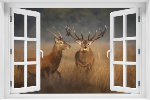 Fototapeta Naklejka Na Ścianę Okno 3D - Red deer stag chasing a young buck away during rutting season in autumn