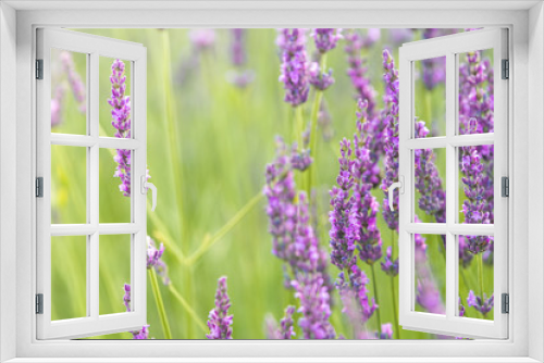 Fototapeta Naklejka Na Ścianę Okno 3D - close up of lavender field blooming