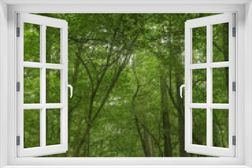 Fototapeta Naklejka Na Ścianę Okno 3D - Waldweg