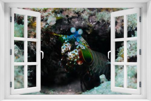 Fototapeta Naklejka Na Ścianę Okno 3D - Rainbow shrimp