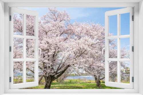 Fototapeta Naklejka Na Ścianę Okno 3D - Sakura Cherry blossom Nagano Japan