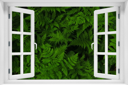 Fototapeta Naklejka Na Ścianę Okno 3D - macro Photo of green fern petals. Fern on the background of green plants.
