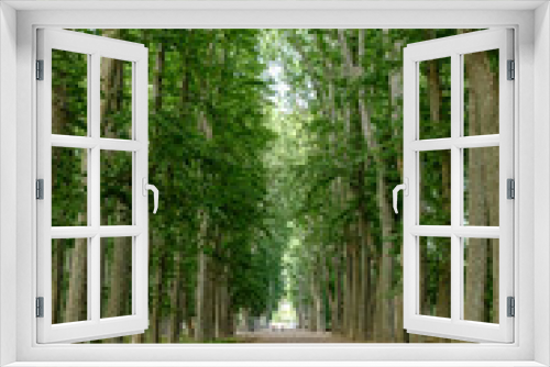 Fototapeta Naklejka Na Ścianę Okno 3D - Green high forest in Girona, landmark park