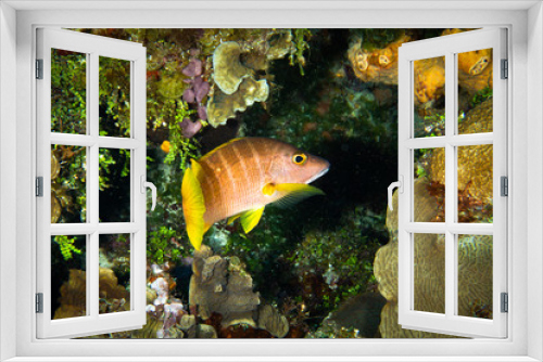 Fototapeta Naklejka Na Ścianę Okno 3D - Coral reef fish, underwater, Cozumel, Mexico