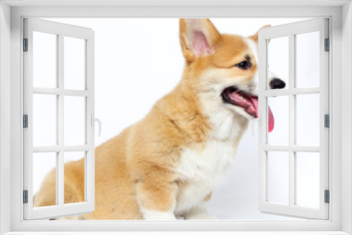Fototapeta Naklejka Na Ścianę Okno 3D - puppy looking sideways, welsh corgi