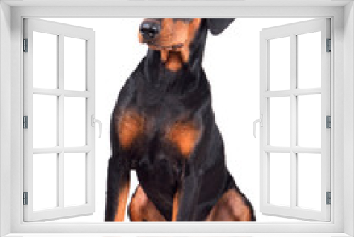 Fototapeta Naklejka Na Ścianę Okno 3D - Sitting Doberman Pinscher puppy