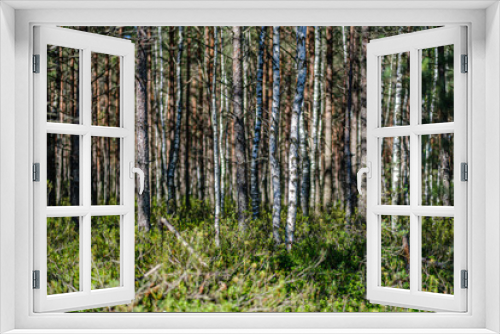 Fototapeta Naklejka Na Ścianę Okno 3D - tree trunks on a dark green blur background in forest in summer