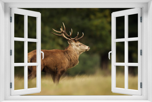 Fototapeta Naklejka Na Ścianę Okno 3D - Close-up of red deer stag standing in a grass field