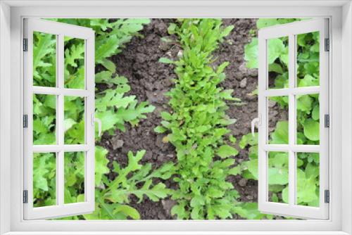 Fototapeta Naklejka Na Ścianę Okno 3D - lettuce growing in the garden