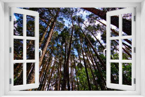Fototapeta Naklejka Na Ścianę Okno 3D - dense forest on a bright Sunny day